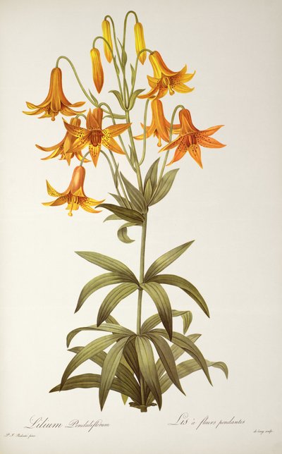 Lilium Penduliflorum, from 